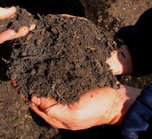 Composted food waste, a wonderful gift for our soil